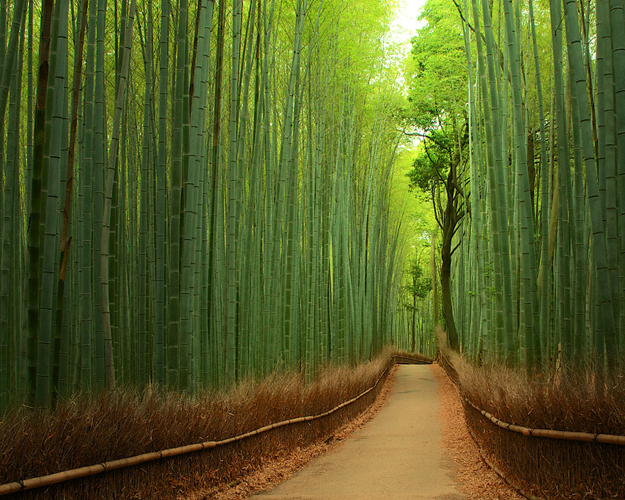 Padurea-de Bambus-Japonia
