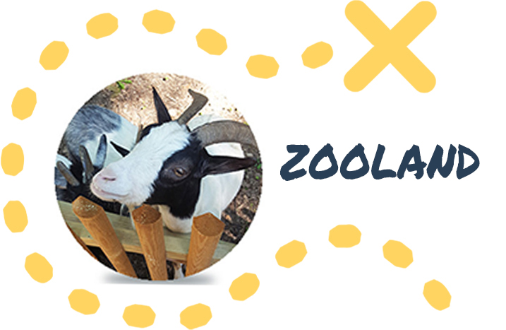 Zooland-2020